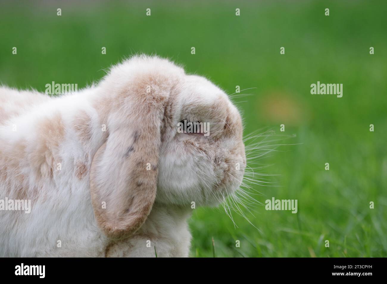 Conejo, carnero conejo, vista lateral, orejas floppy, piel, bigotes, lindo, hierba, retrato de un conejo con orejas floppy Foto de stock