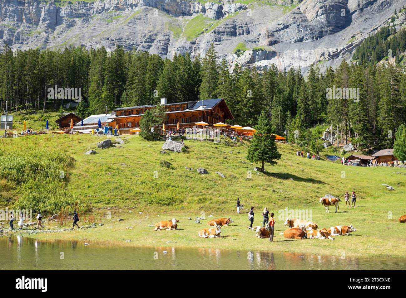 Lago Oeschinen, Suiza–agosto de 3,2023: Turista con vacas disfrutando del sol en la montaña de los Alpes con una estación de servicio en el fondo Foto de stock