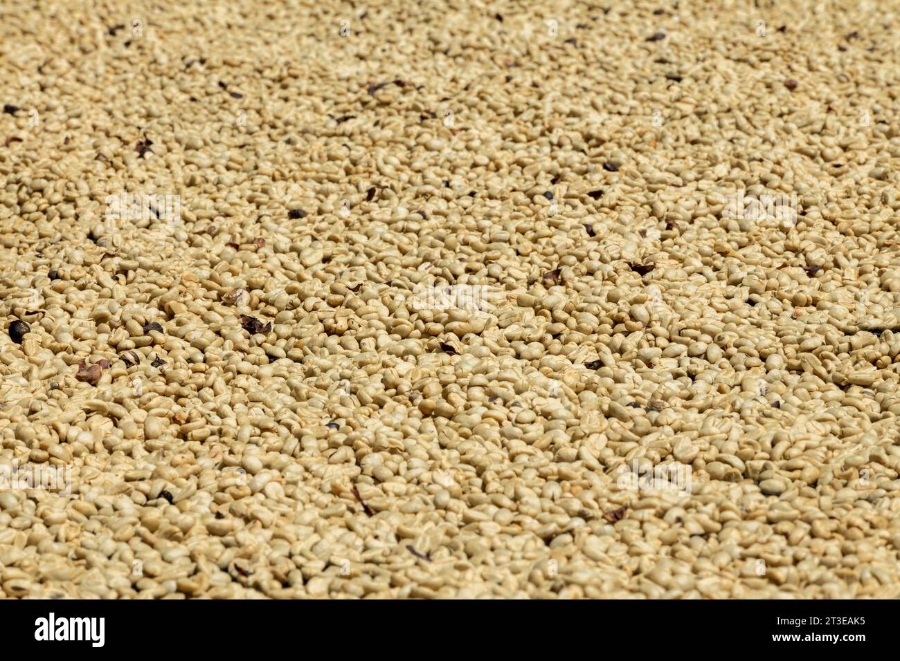 Cerca de granos de café arábica que se secan al sol. - foto de stock Foto de stock