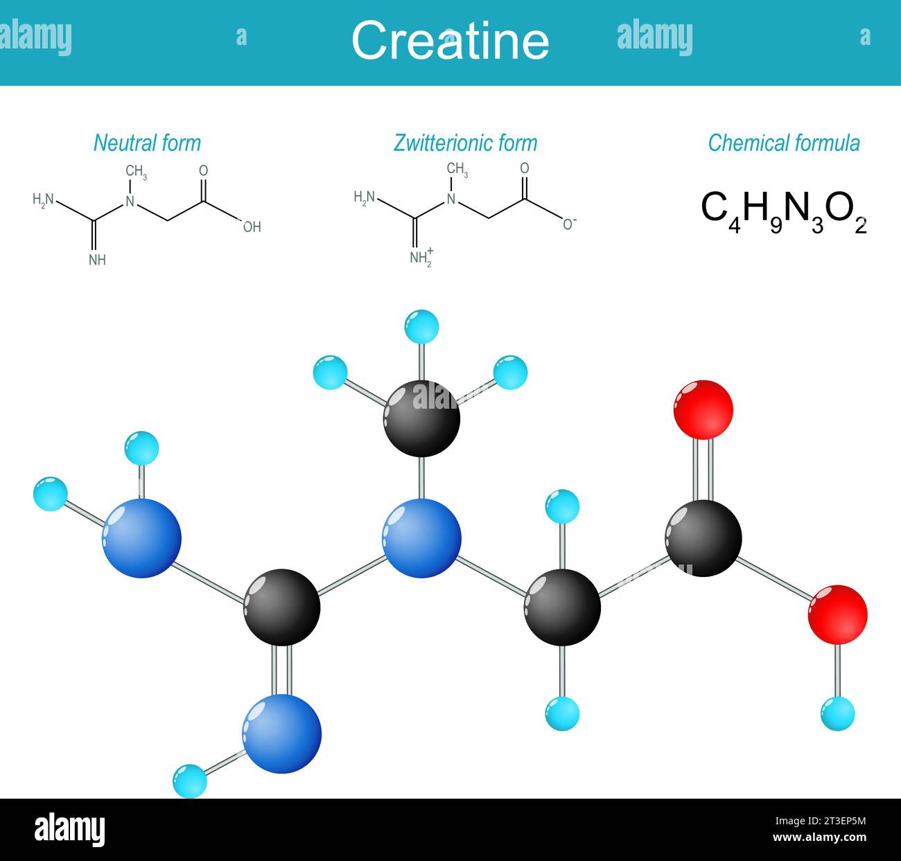 Molécula de creatina. fórmula estructural química molecular y modelo de
