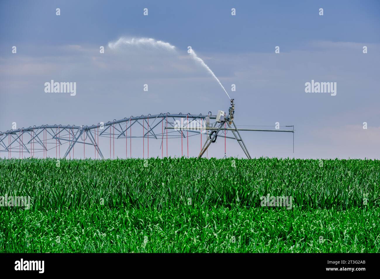 Sistema de riego de pivote central en un campo de maíz Foto de stock