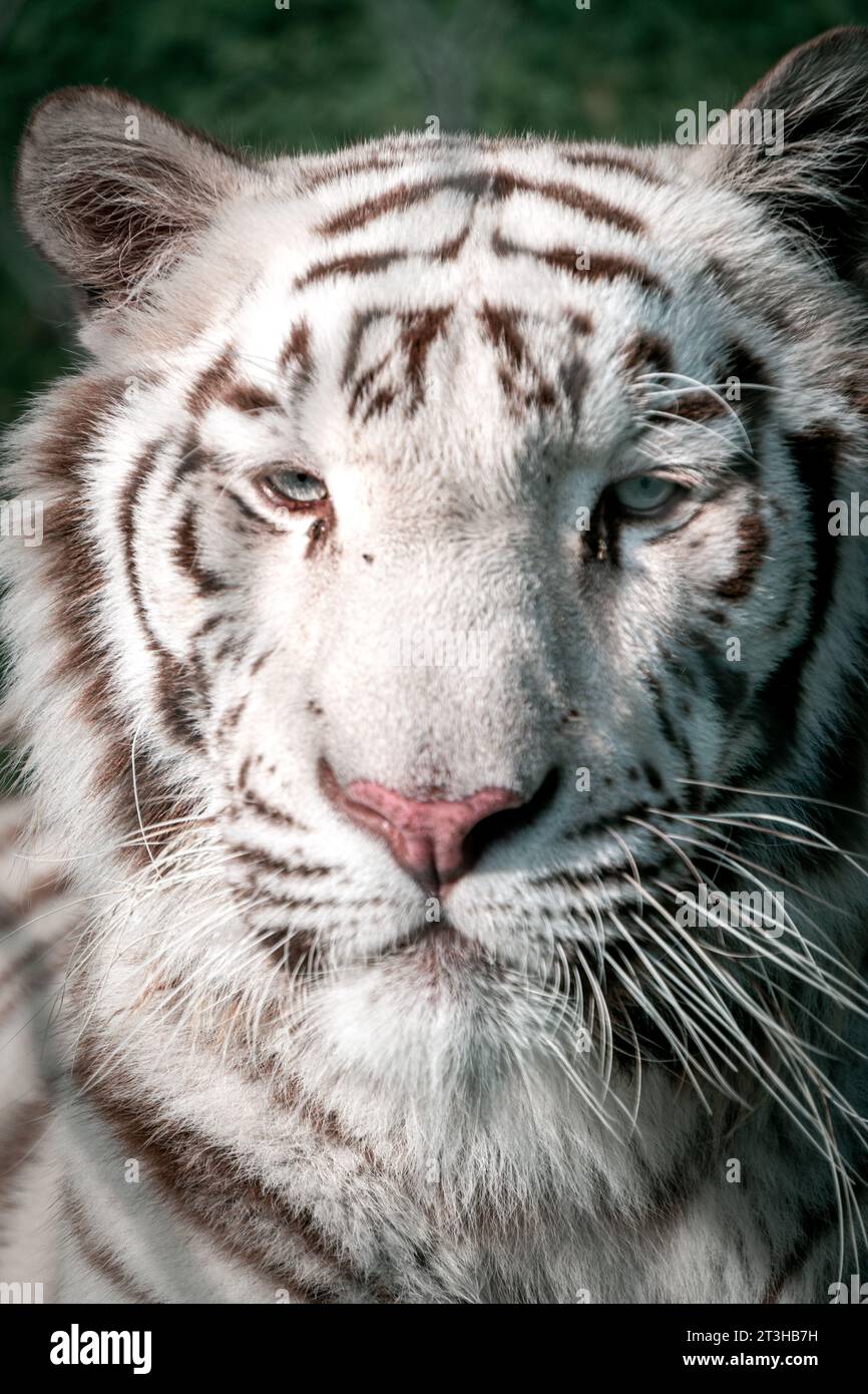 Un hermoso tigre blanco con ojos azules se ve adormecido en la cámara. Foto de stock