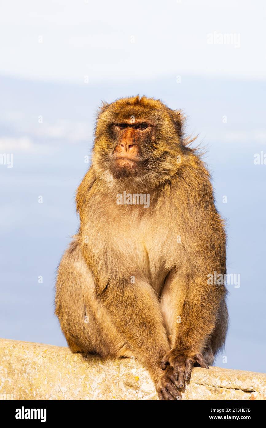 Barbary Macaque, simio de Gibraltar, Foto de stock