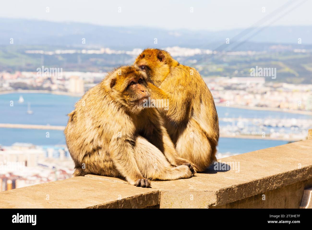Barbary Macaques grooming, Gibraltar ape, Foto de stock