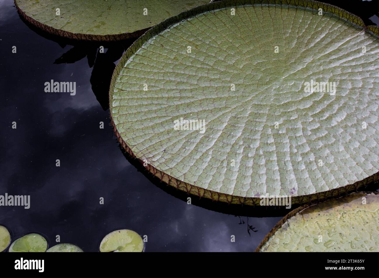 Lilly cojines flotando en un estanque limpio completamente quieto con nubes reflejándose en la superficie. El ambiente filtrado por plantas de agua. Foto de stock