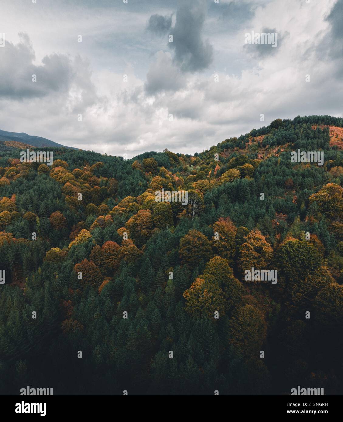 Drone panorama vertical de hermosos árboles de otoño y cielo nublado de mal humor. Foto de stock