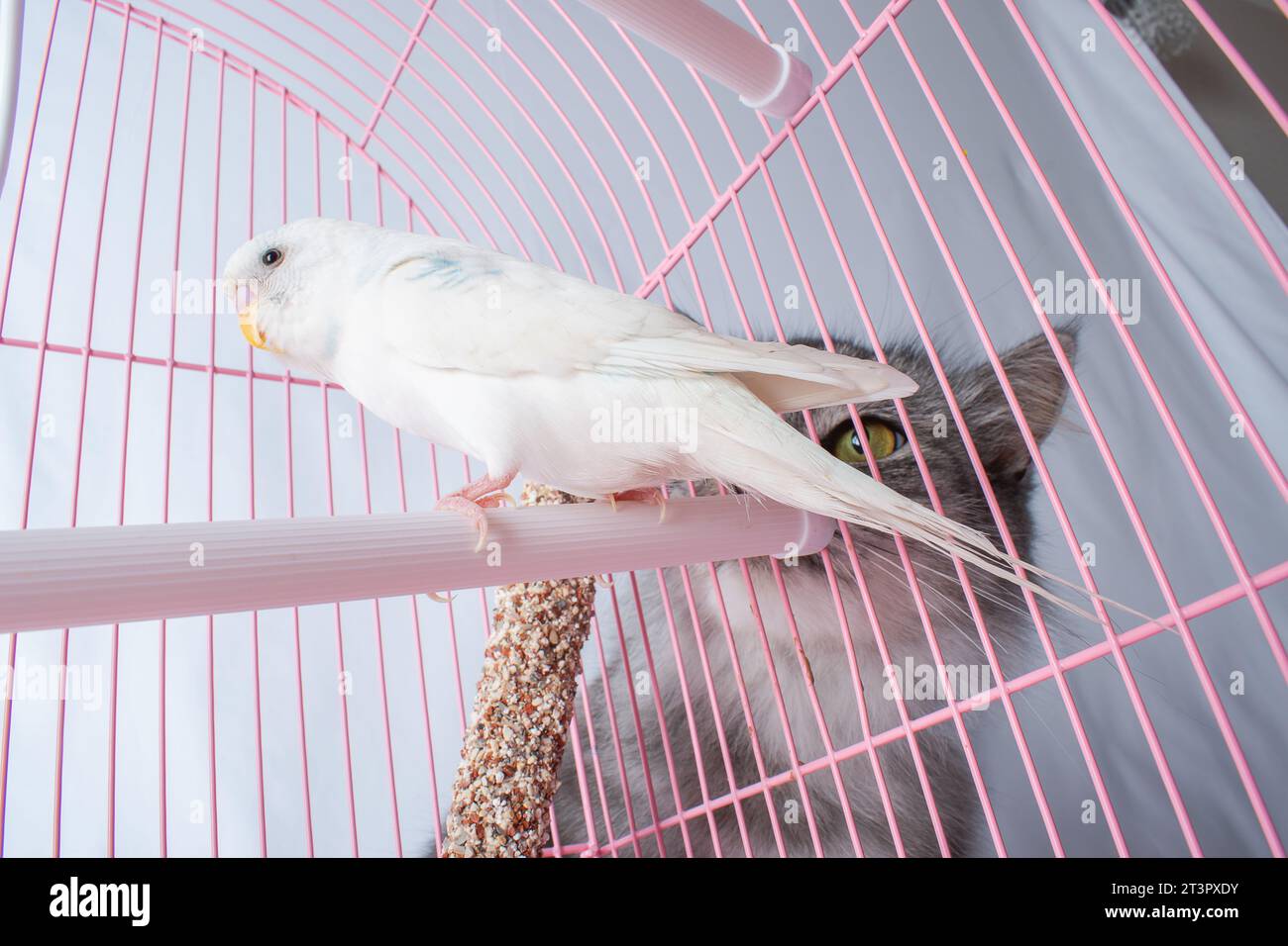 El gato mira astutamente al loro blanco ondulado en una jaula rosa. Foto de stock