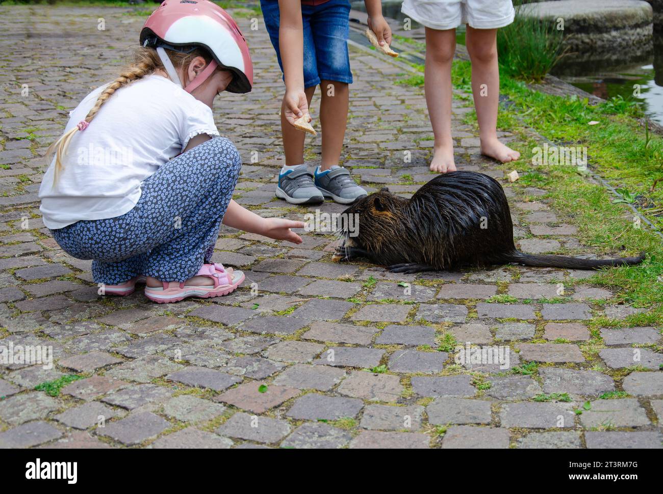 Los niños están alimentando a una rata de agua o nutria. Una chica lleva un casco. rat está sentado en el pavimento. Los pies de otros niños se pueden ver en backgro Foto de stock