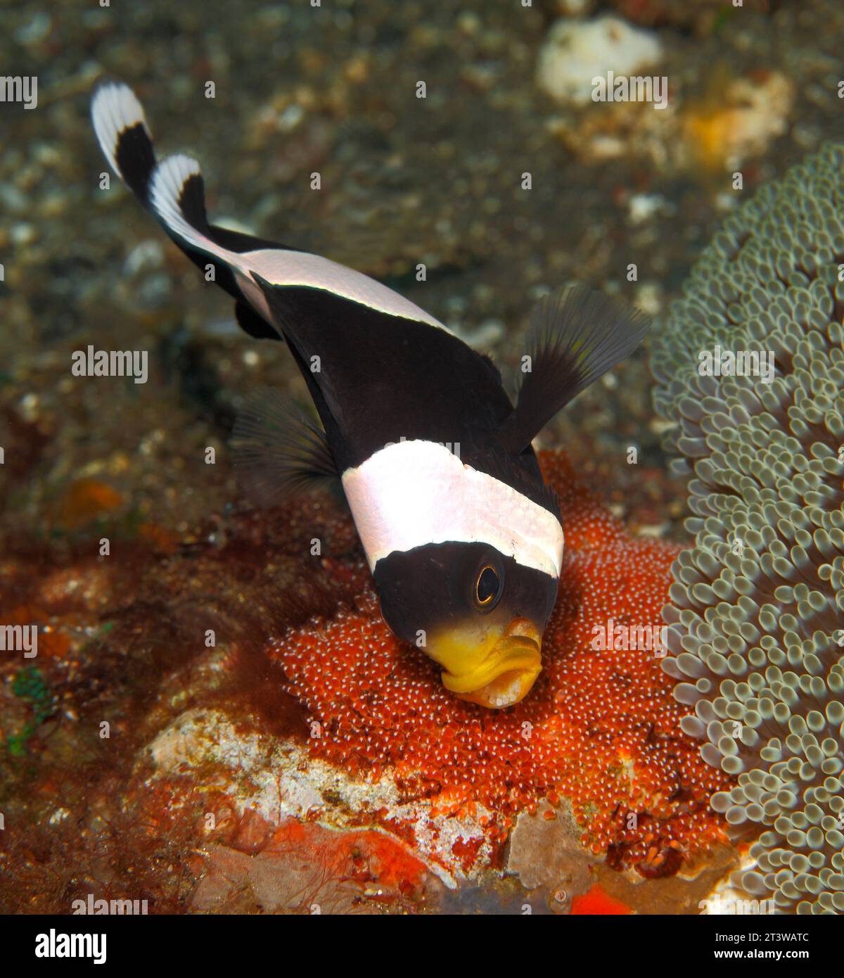 Anemonefish Saddleback, Amphiprion polymnus, huevos adultos aireados puestos en la roca junto a Anémona del mar de Haddon, Stichodactyla haddoni.Fish mostrando dientes Foto de stock