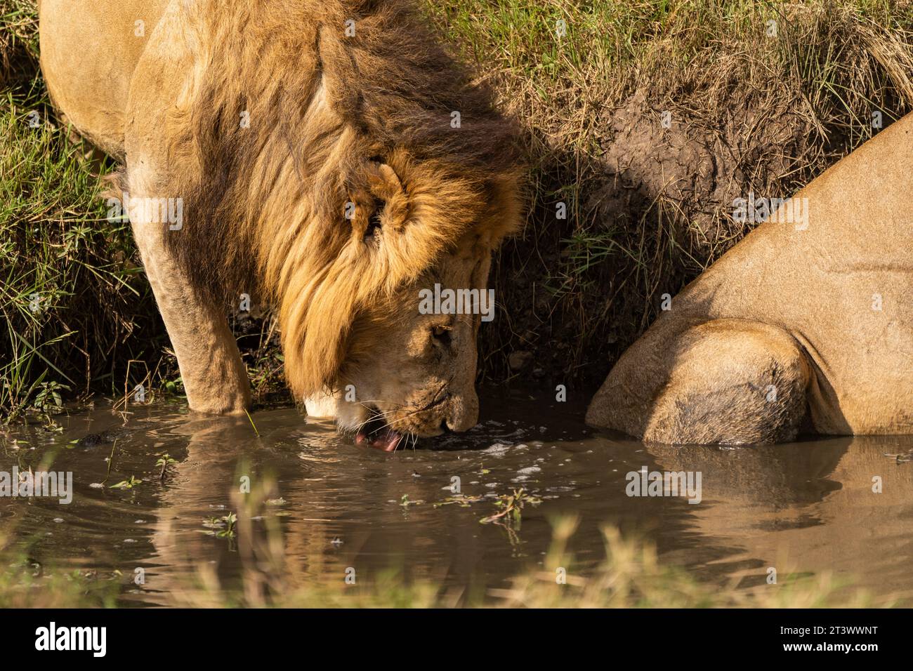 Salas Boys, Olepolos y Osapuk, los dos reyes del Masai Mara Foto de stock