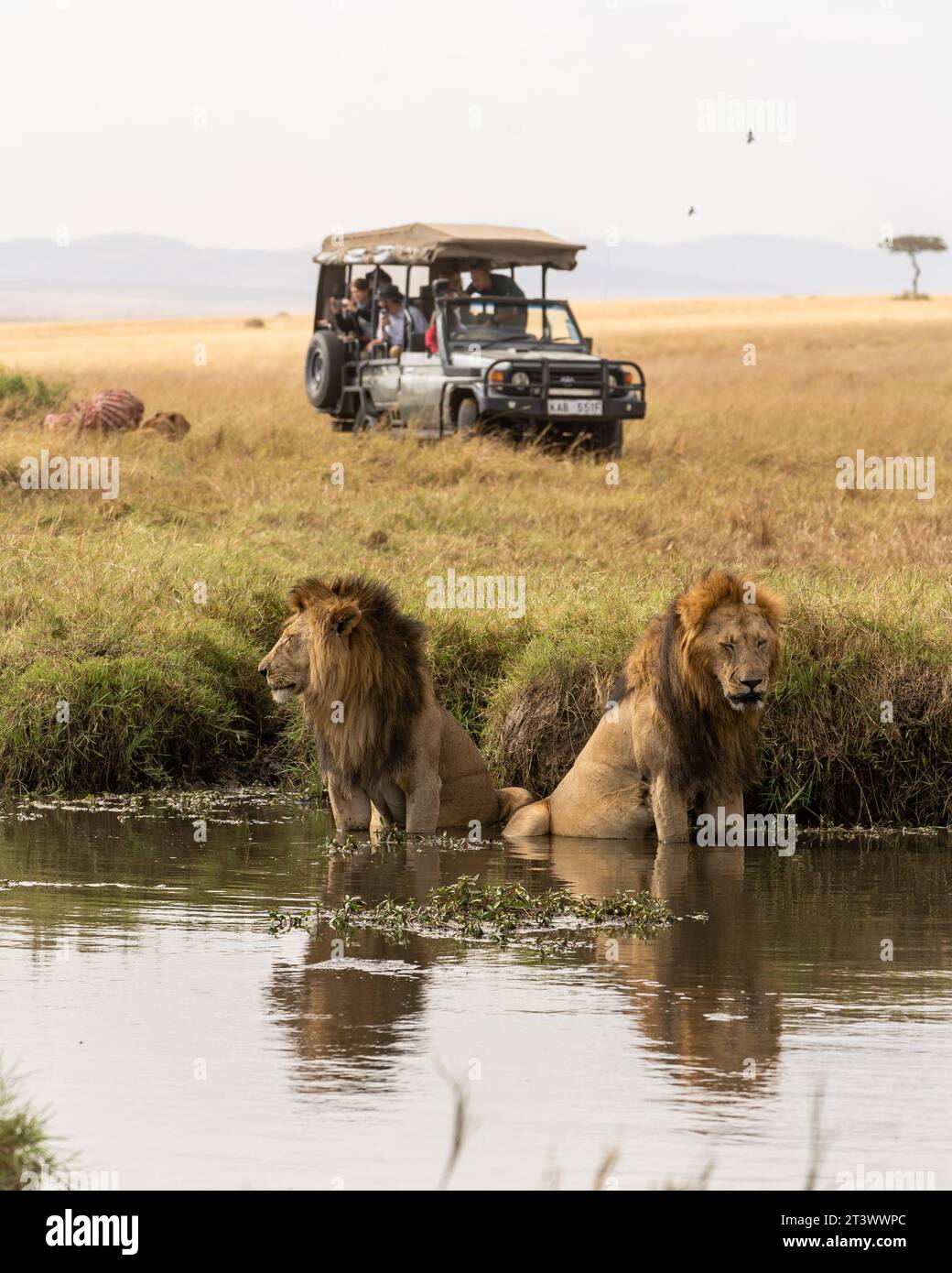 Salas Boys, Olepolos y Osapuk, los dos reyes del Masai Mara Foto de stock