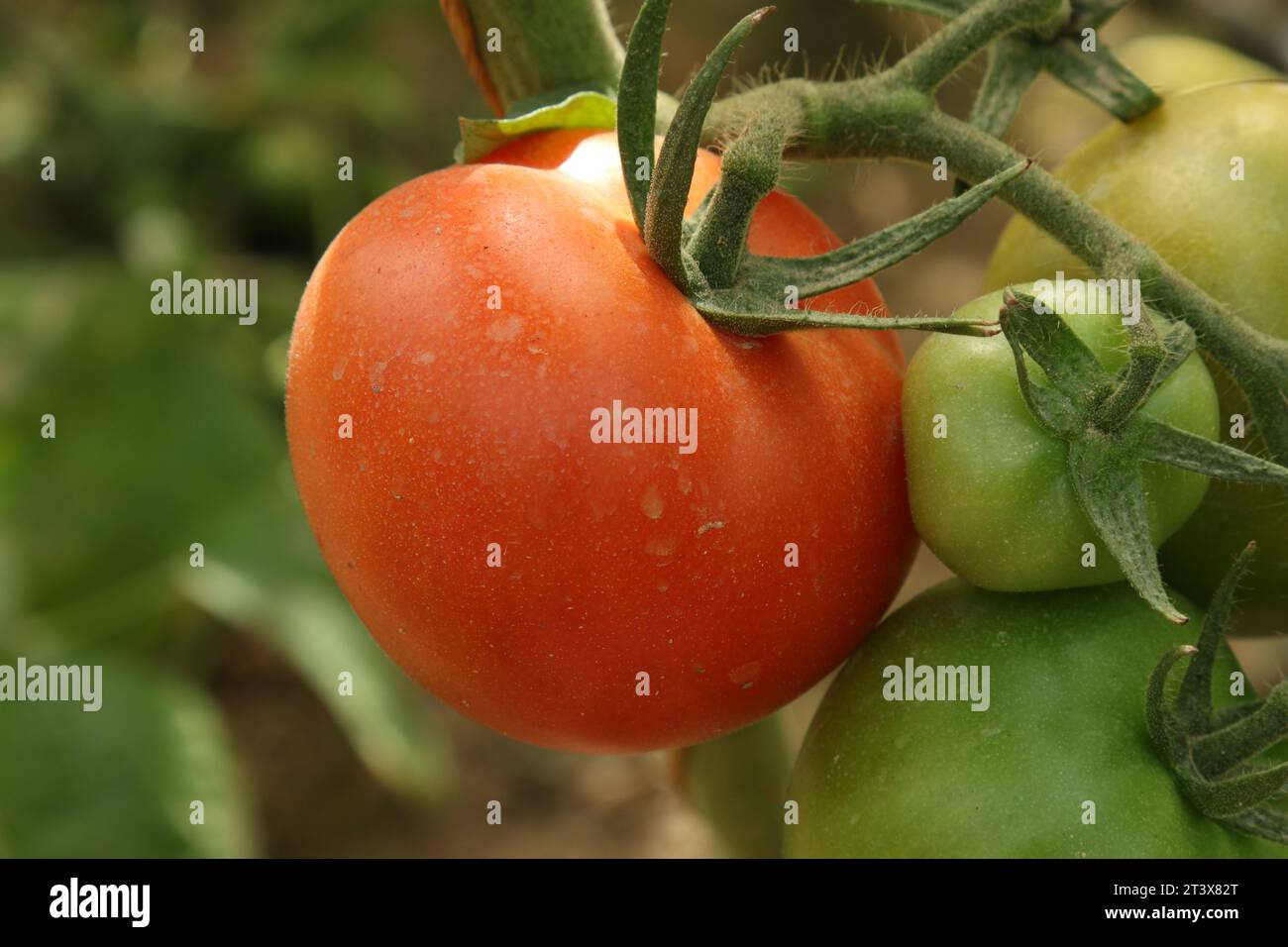 Verduras orgánicas de la granja de Dubai. Foto de stock