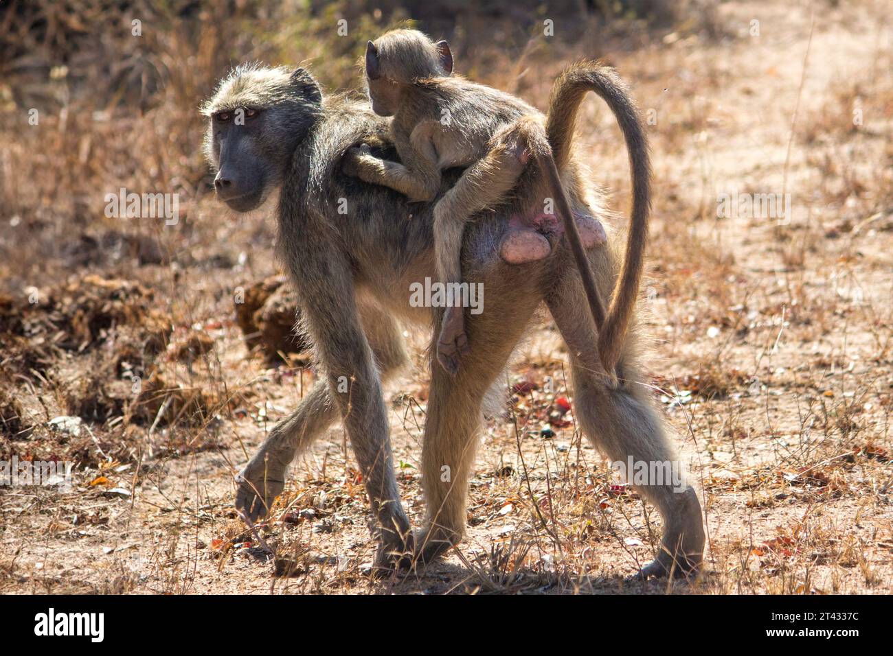 Madre chacma baboon dando a su bebé un perro de vuelta Foto de stock