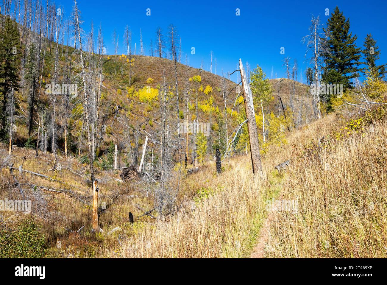 La ruta West Game Creek Trail serpentea a través de colinas bordeadas