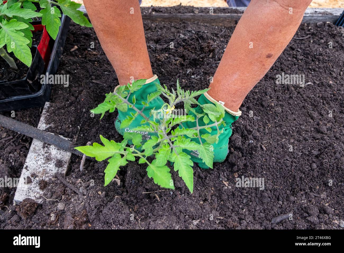 Plantando plántulas de tomate San Marzano bien endurecidas en una cama de jardín bien preparada con una red de riego de manguera de filtración Foto de stock