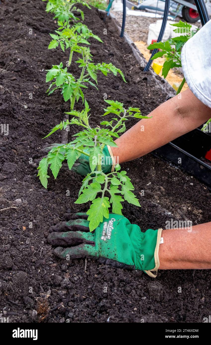 Plantando plántulas de tomate San Marzano bien endurecidas en una cama de jardín bien preparada con una red de riego de manguera de filtración Foto de stock