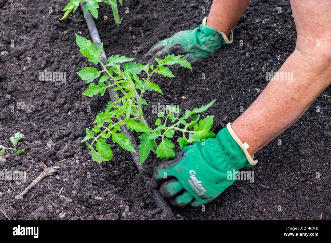 Plantando plántulas de tomate San Marzano bien endurecidas en una cama de jardín bien preparada con una red de riego de manguera de filtración Foto de stock