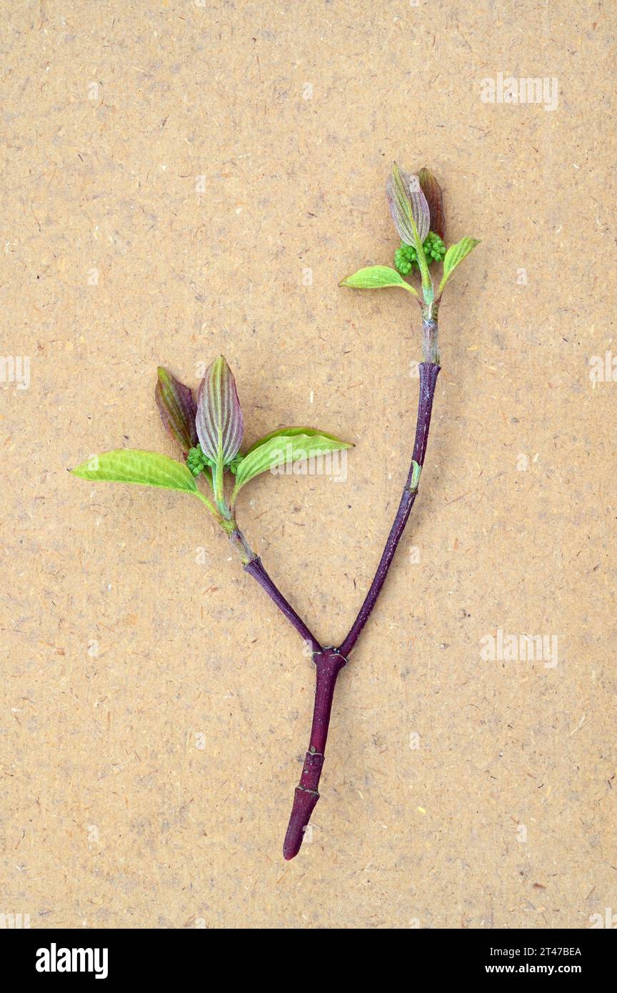 Tallo con hojas frescas de primavera verde y borgoña de Dogwood o Cornus sanguinea acostado en papel antiguo Foto de stock