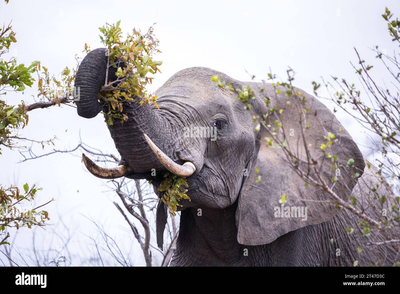 Cerca de un toro elefante africano pastando en un árbol Foto de stock