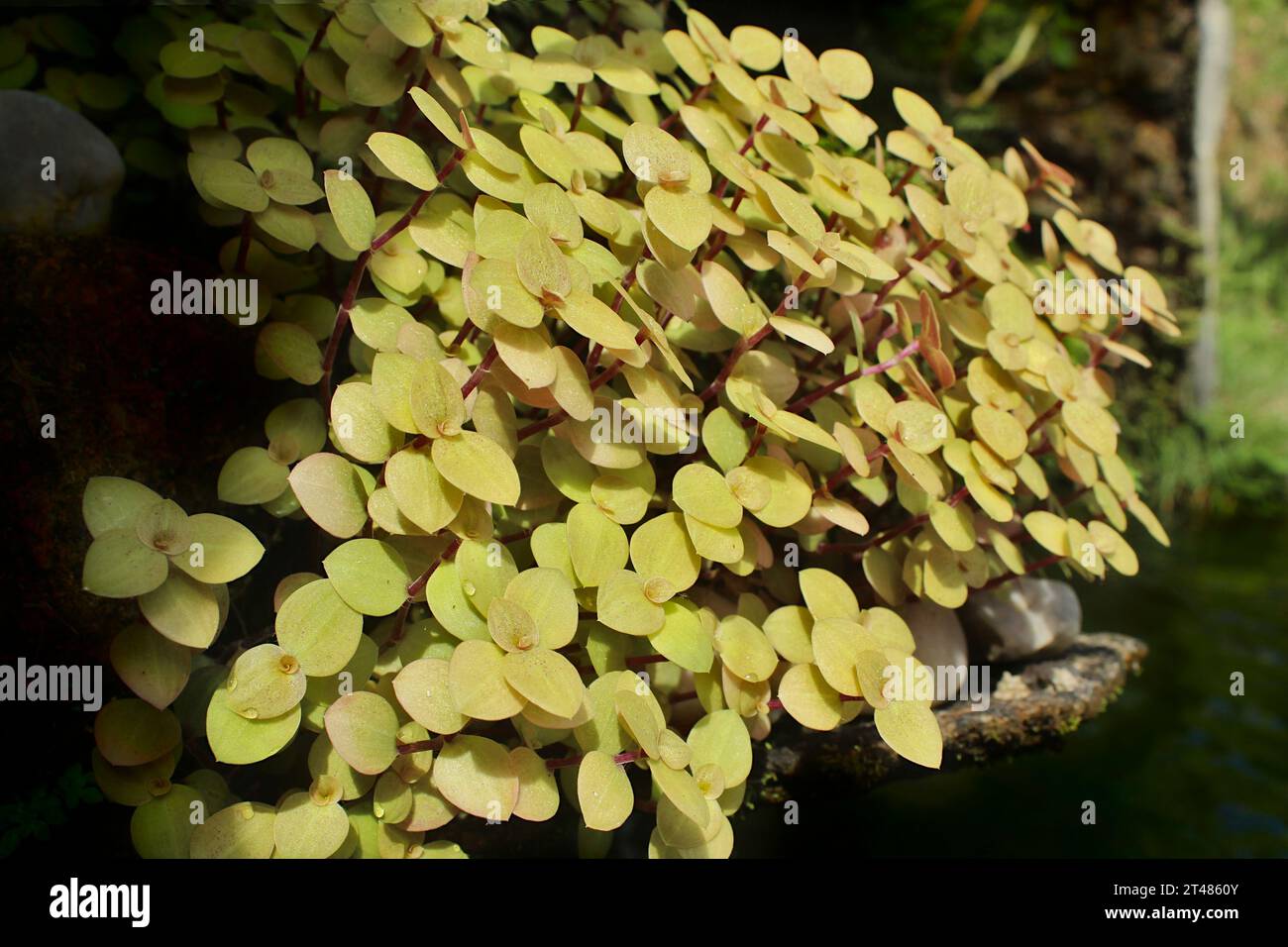 Callisia repens planta, conocida como dinero en racimo, centavo o centavo de oro. Es una planta ornamental compacta, utilizada como planta forrajera, o planta colgante. Foto de stock