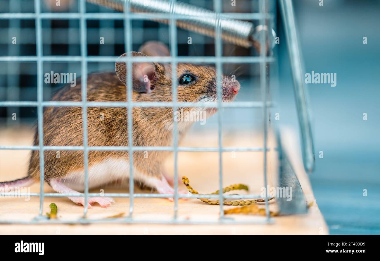 Tema de control de roedores y plagas. House Mouse dentro de la jaula Foto de stock