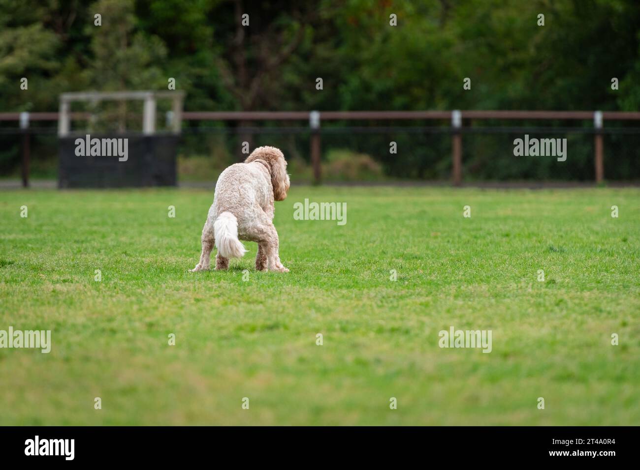 Retrato de un perro en el parque de perros pooping en la hierba verde Foto de stock
