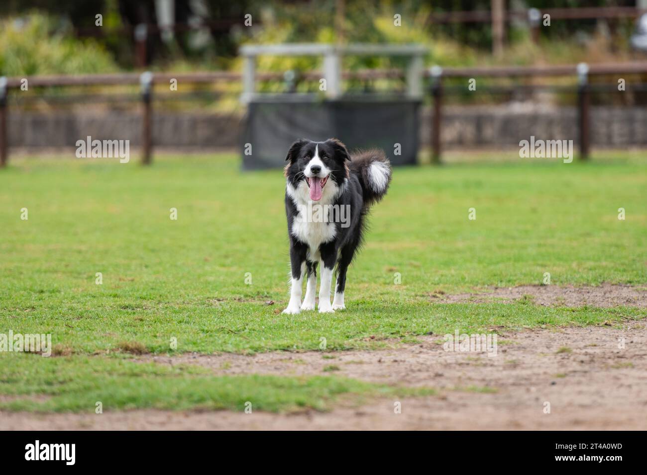 Retrato de un Collie de la frontera en el parque del perro en la hierba verde Foto de stock