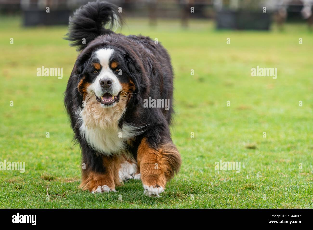 Retrato de un perro de montaña bernés corriendo en el parque de perros. Perro gordo grande en el parque. Foto de stock