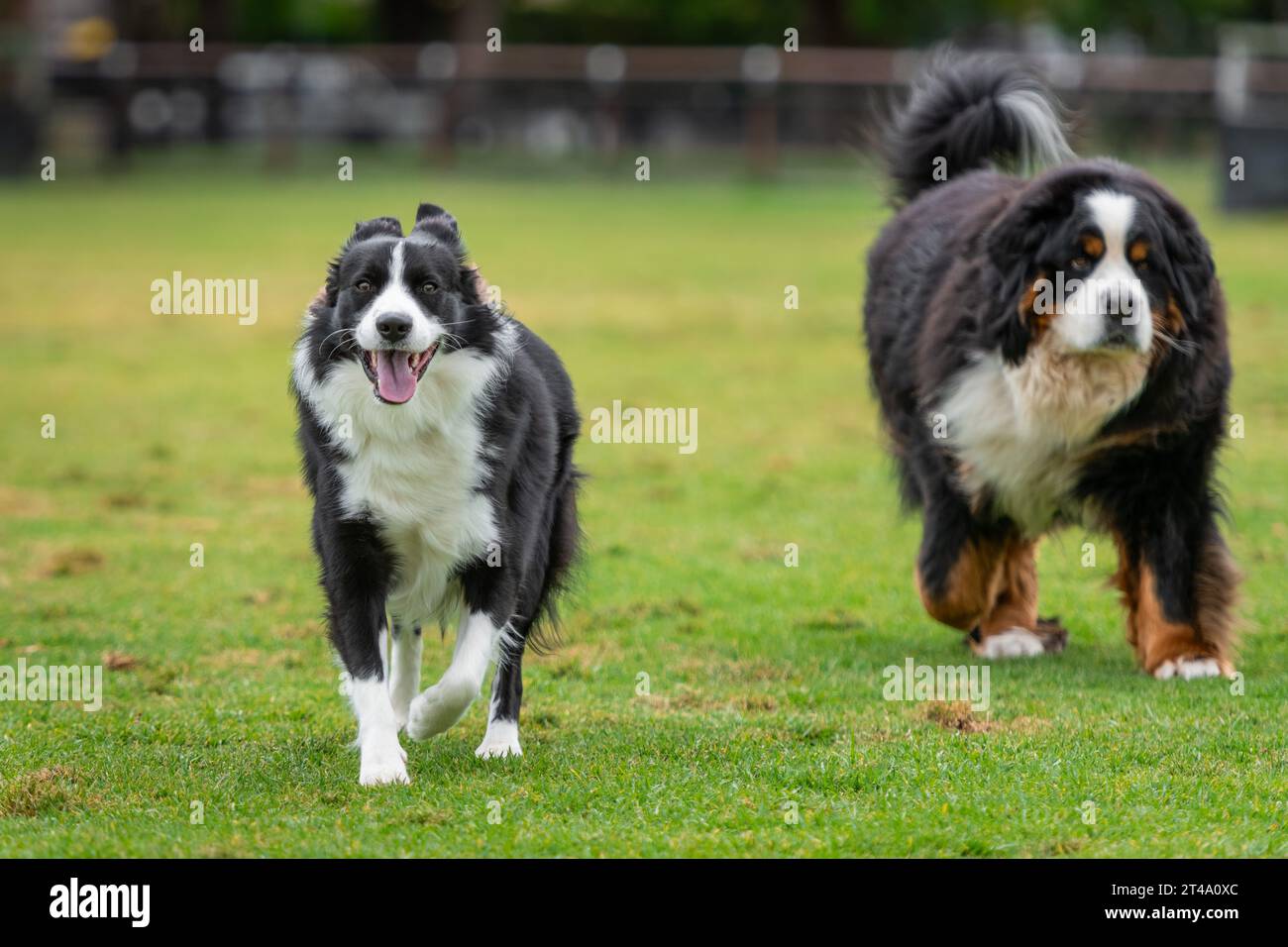 Border collie y perro de montaña bernés corriendo y jugando en el parque en una hierba verde Foto de stock