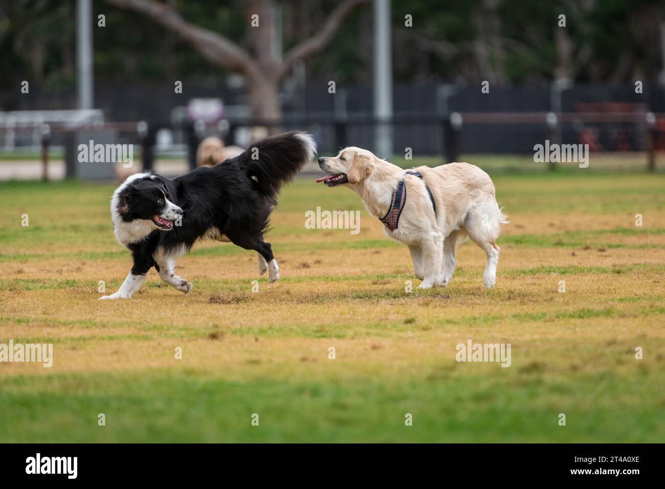 Los perros de razas mixtas juegan en el parque en una hierba verde Foto de stock