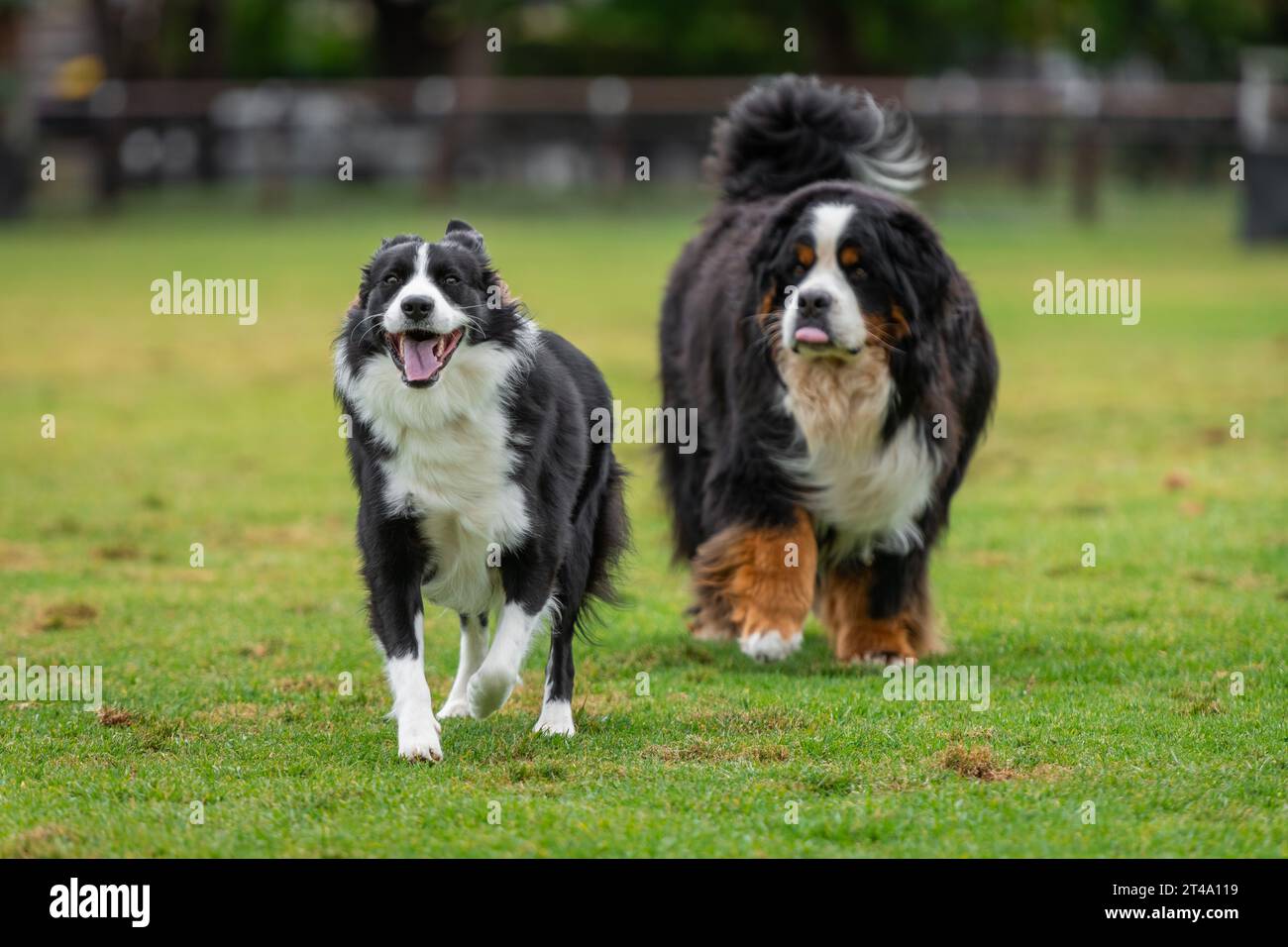 Border collie y perro de montaña bernés corriendo y jugando en el parque en una hierba verde Foto de stock
