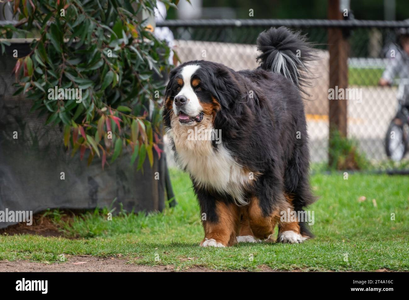 Retrato de un perro de montaña bernés en el parque de perros. Perro gordo grande en el parque. Foto de stock