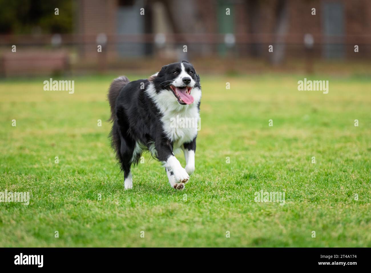 Retrato de un Collie de la frontera que corre en el parque del perro en la hierba verde Foto de stock