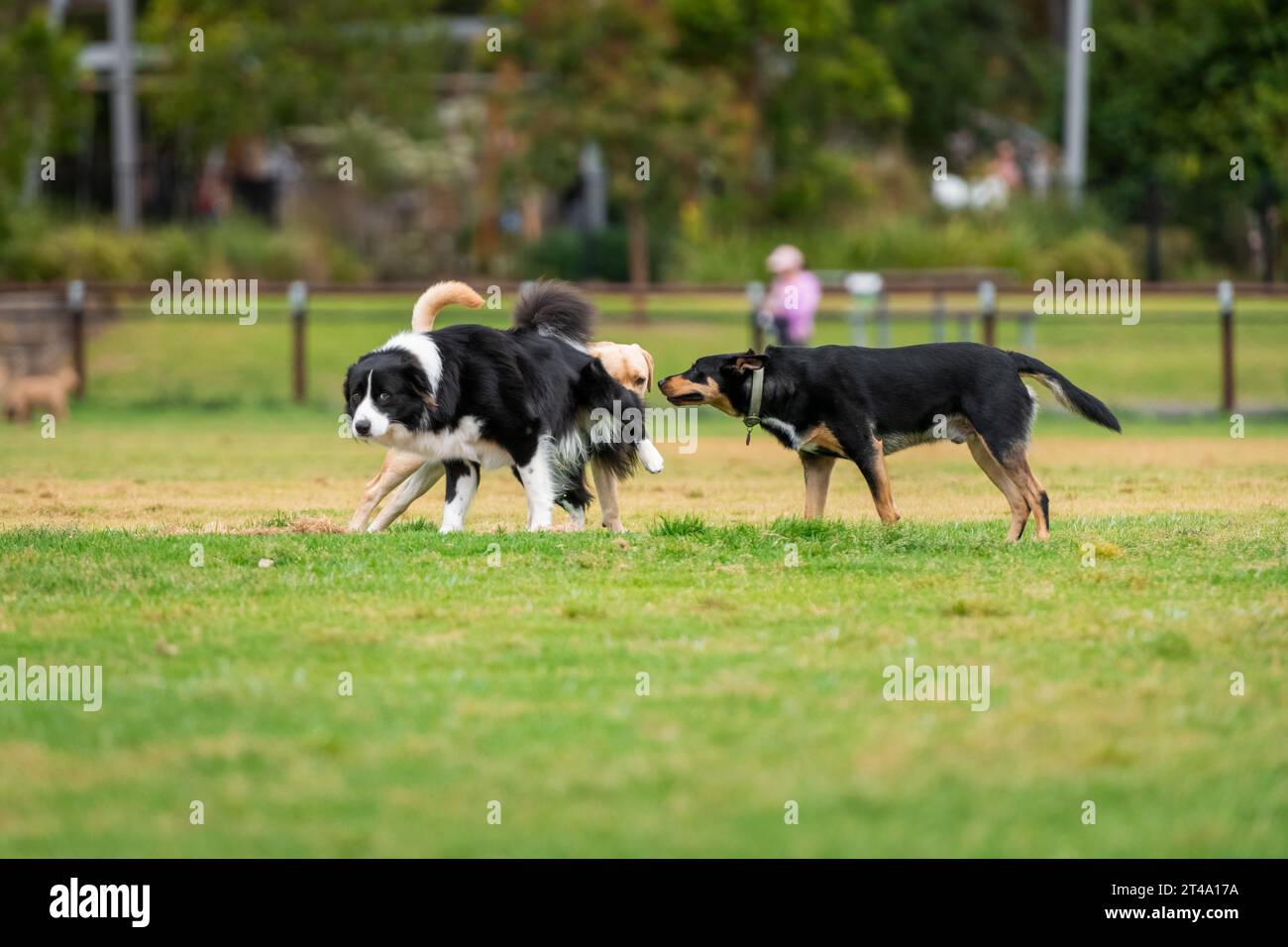 Los perros de razas mixtas juegan en el parque en una hierba verde Foto de stock