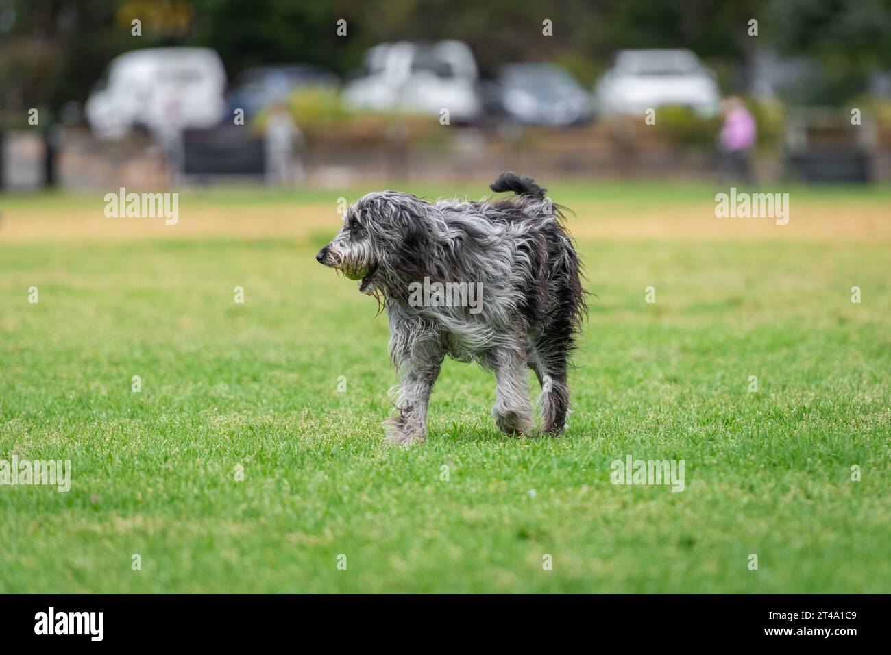 Retrato de un perro esponjoso corriendo en el parque en una hierba verde, foto de perro desaliñado Foto de stock