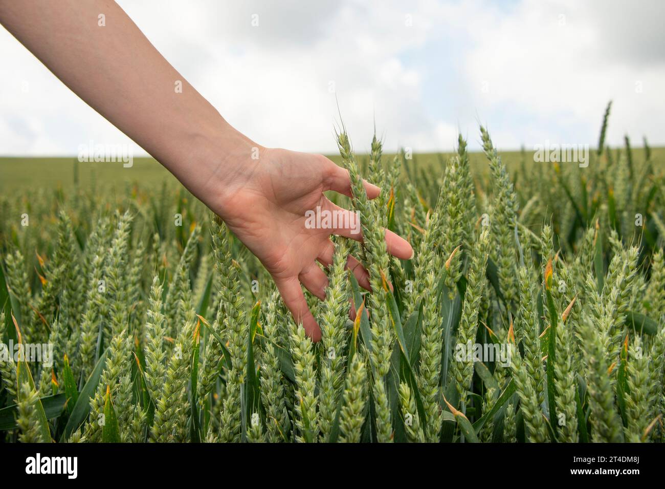 Mano femenina tocando trigo en un campo. Foto de stock