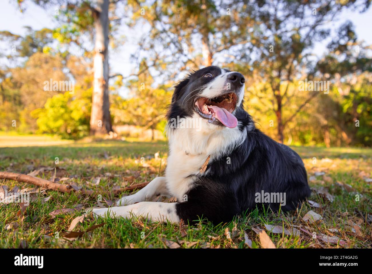 Retrato de un hermoso cachorro masculino de Collie de la frontera en el parque del perro en la hierba verde. Perro en el parque. Foto de stock