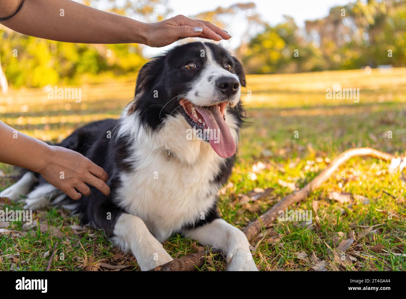 Retrato de un hermoso cachorro masculino de Collie de la frontera en el parque del perro en la hierba verde. Perro en el parque. Foto de stock