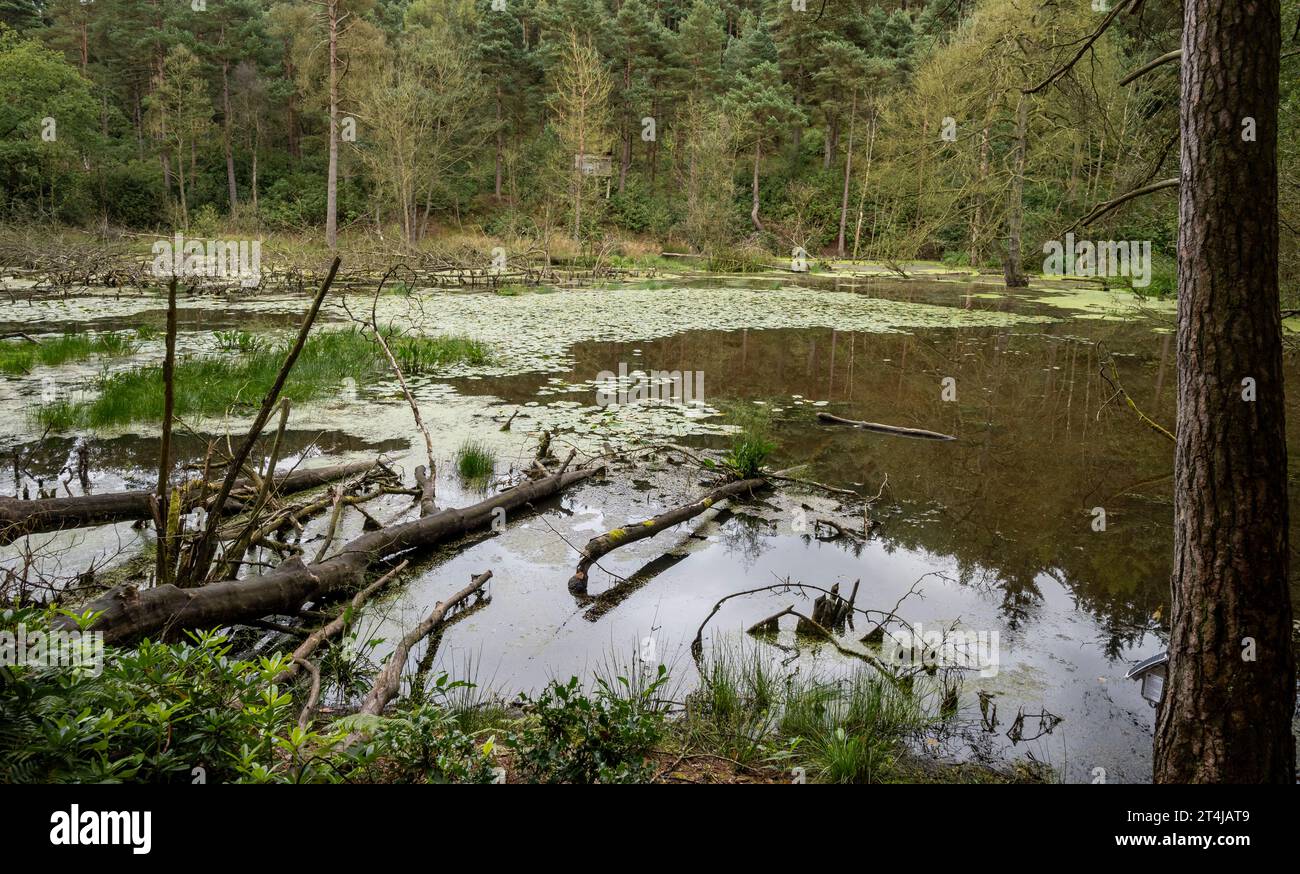 El estanque principal detrás de la presa de castor en Cropton Forest Foto de stock