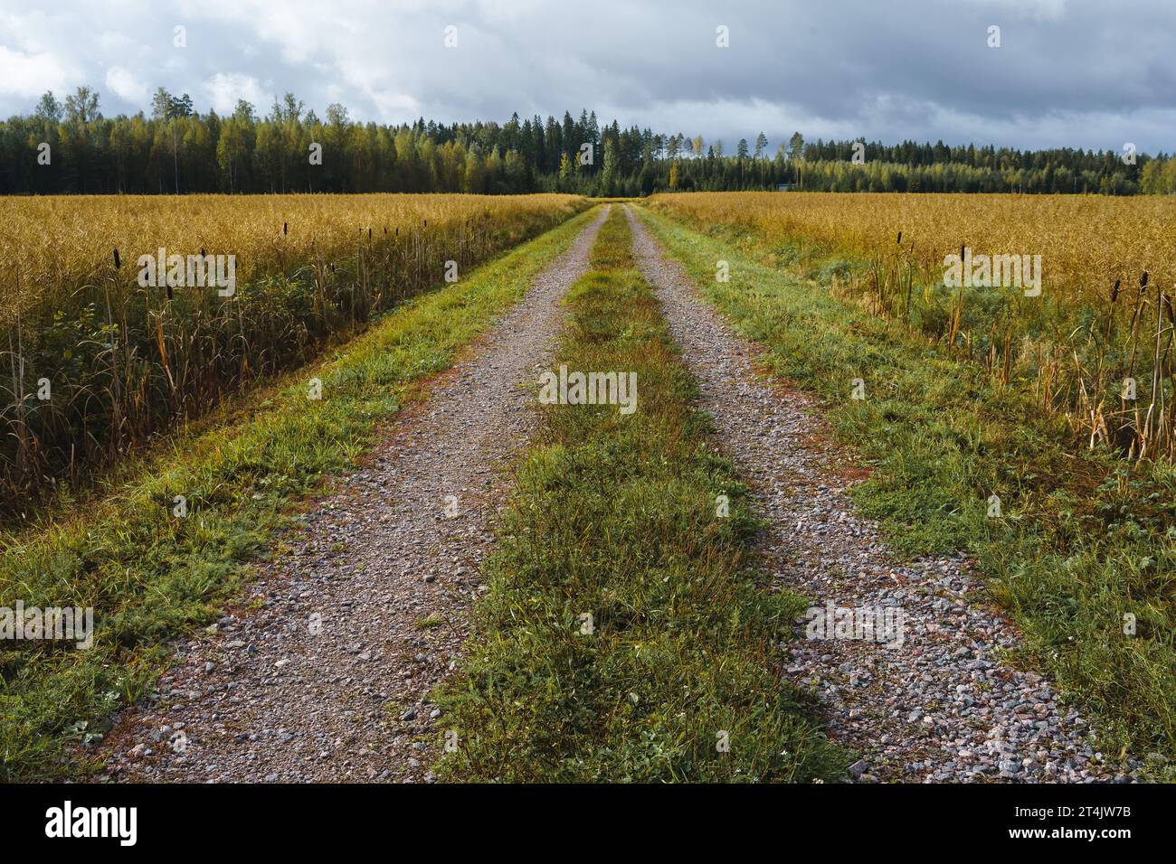 Camino de tierra vacío que conduce a través del campo en la campiña finlandesa. Foto de stock