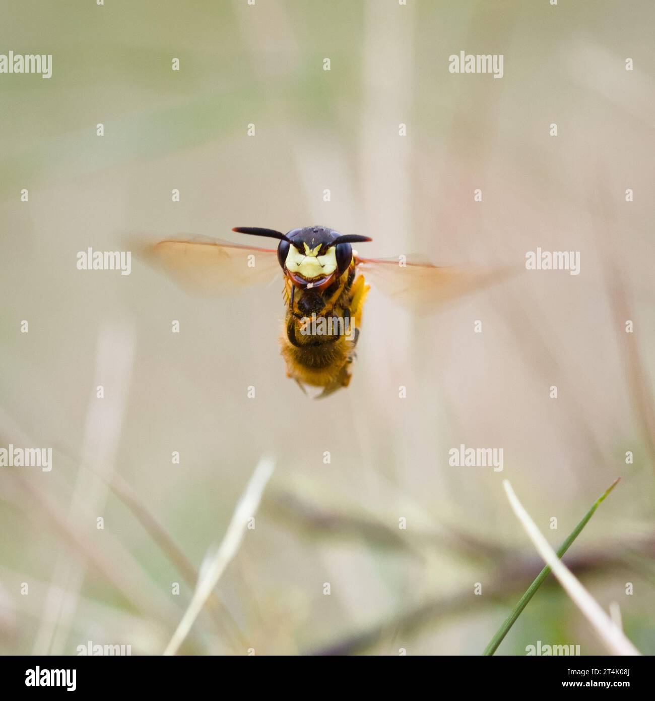 Vista frontal de Un lobo de abeja hembra, Philanthus triangulum, en vuelo llevando Una abeja de miel paralizada para usar como alimento para larvas, New Forest UK Foto de stock