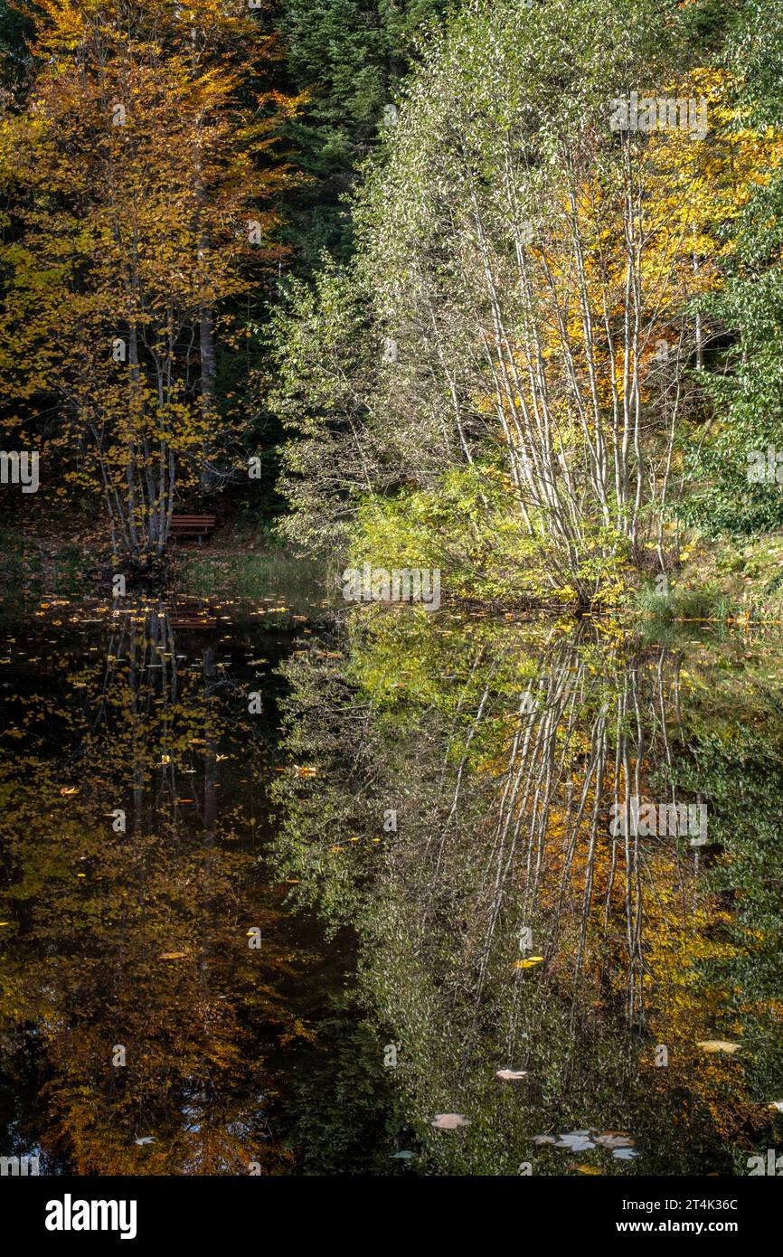 Reflexiones sobre el pequeño lago en el Área Europea de Protección Fohramoos en Austria Foto de stock