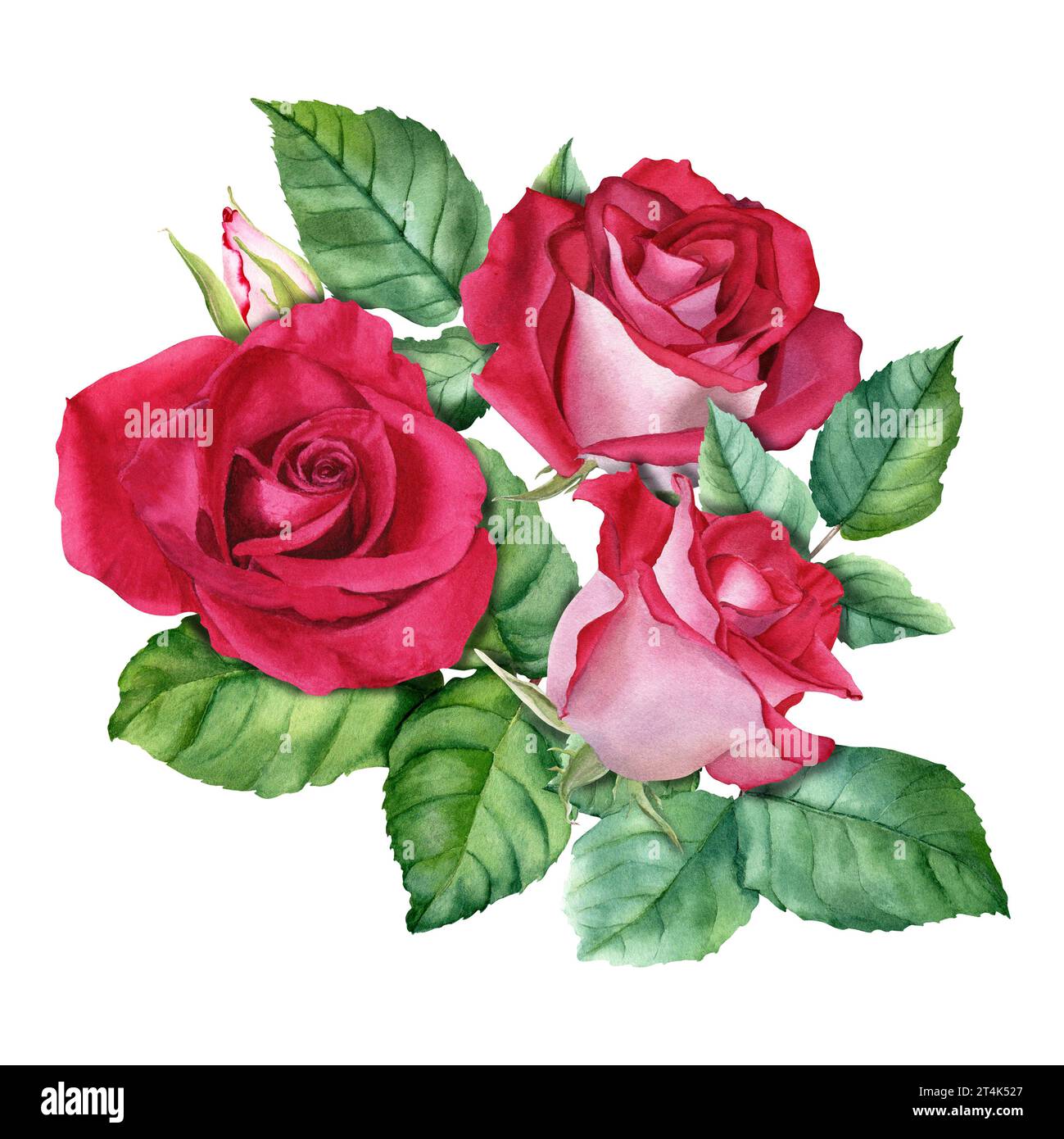 Guirnalda de flores rosas románticas aisladas imágenes prediseñadas