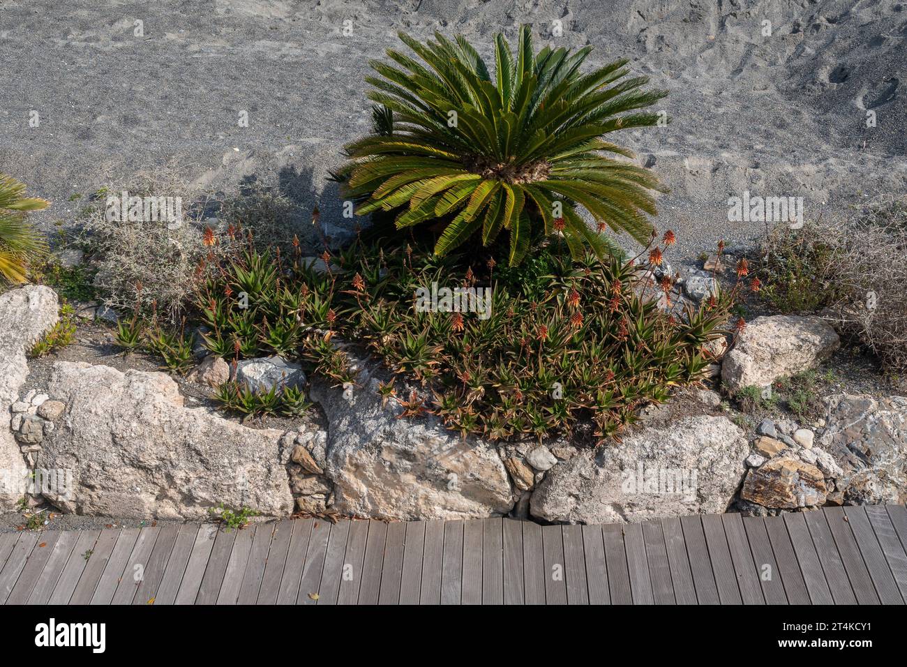 Vista de alto ángulo de un jardín de rocas en la playa con una pequeña palma y plantas de aloe (aloe vera) en primavera, Liguria, Italia Foto de stock