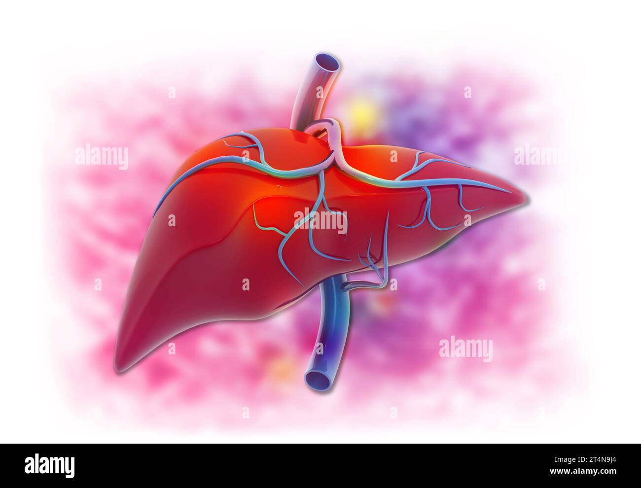 Sistema digestivo humano Anatomía del hígado en antecedentes médicos. 3d render Foto de stock