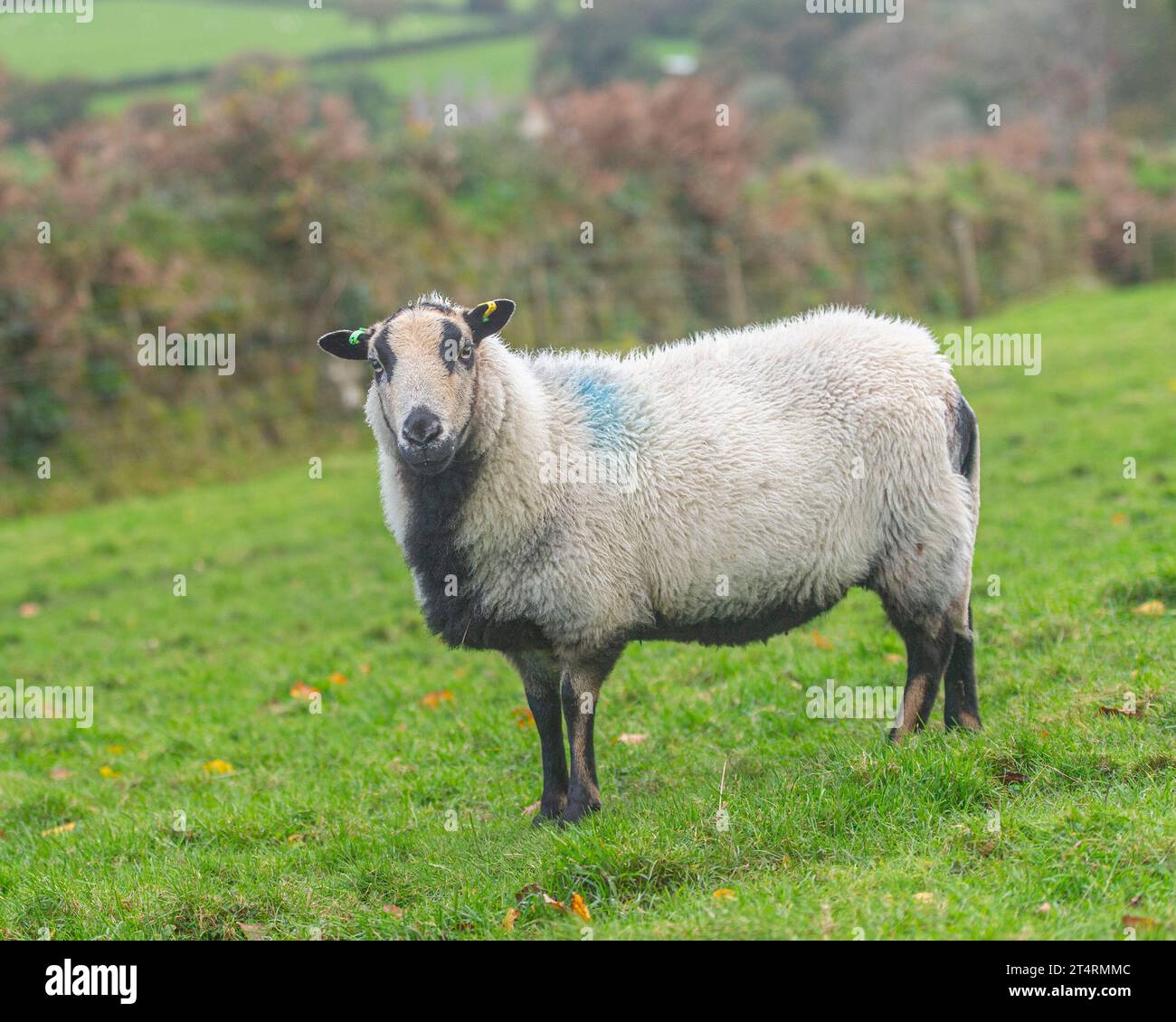 badger se enfrentó a ovejas de montaña galesas Foto de stock