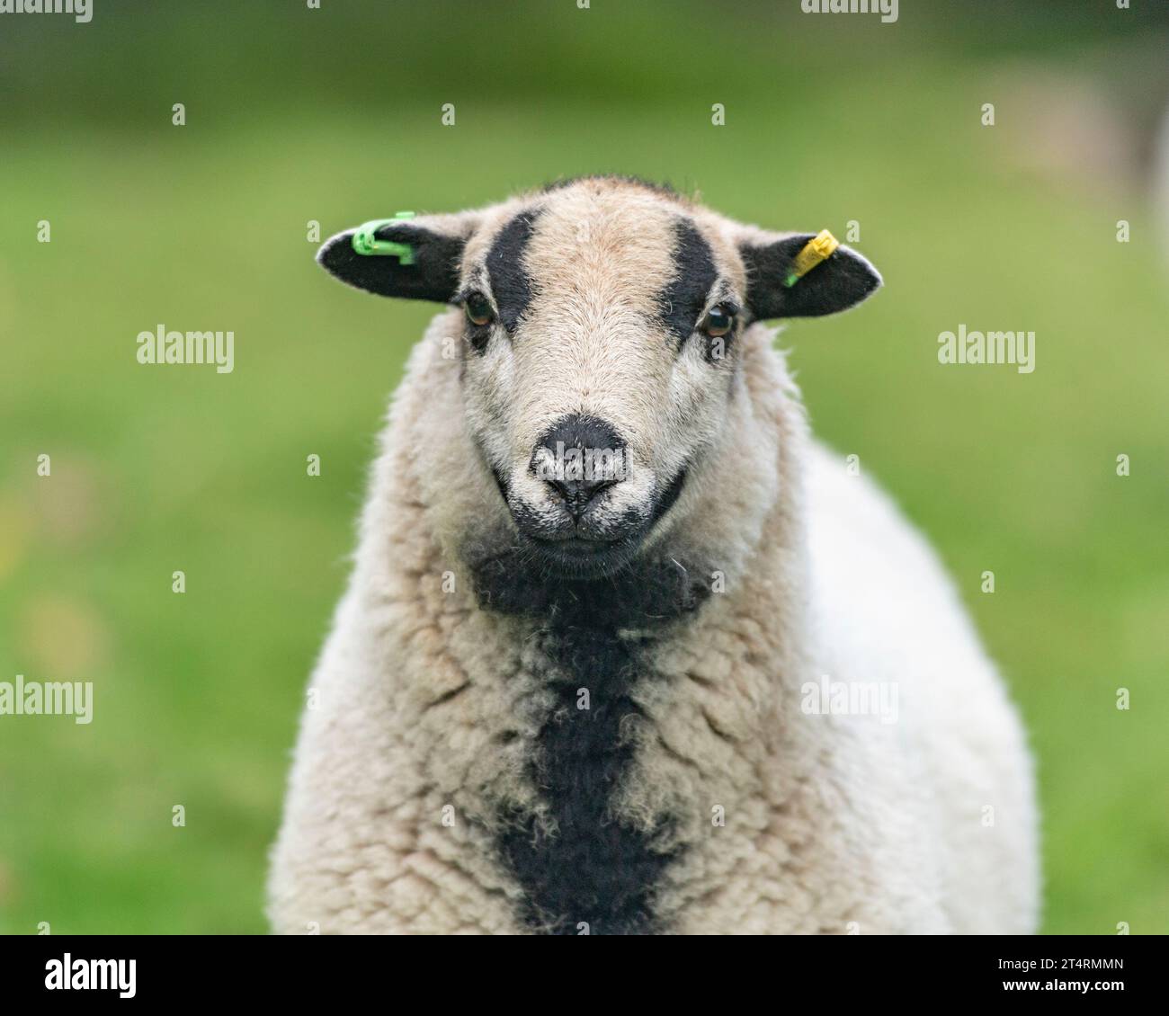 badger se enfrentó a ovejas de montaña galesas Foto de stock