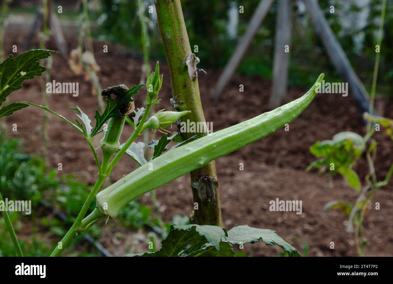 Cultivo de okra fotografías e imágenes de alta resolución Alamy