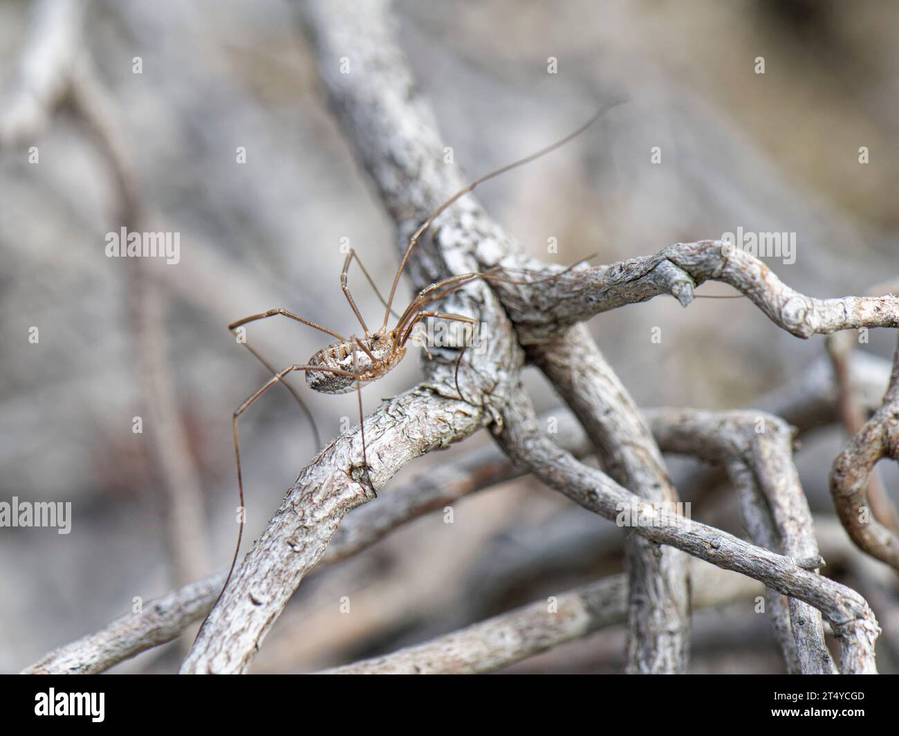 Hembra Saddleback harvestman (Mitopus morio) caminando escalando vegetación seca en brezales costeros, Dorset, Reino Unido, septiembre. Foto de stock