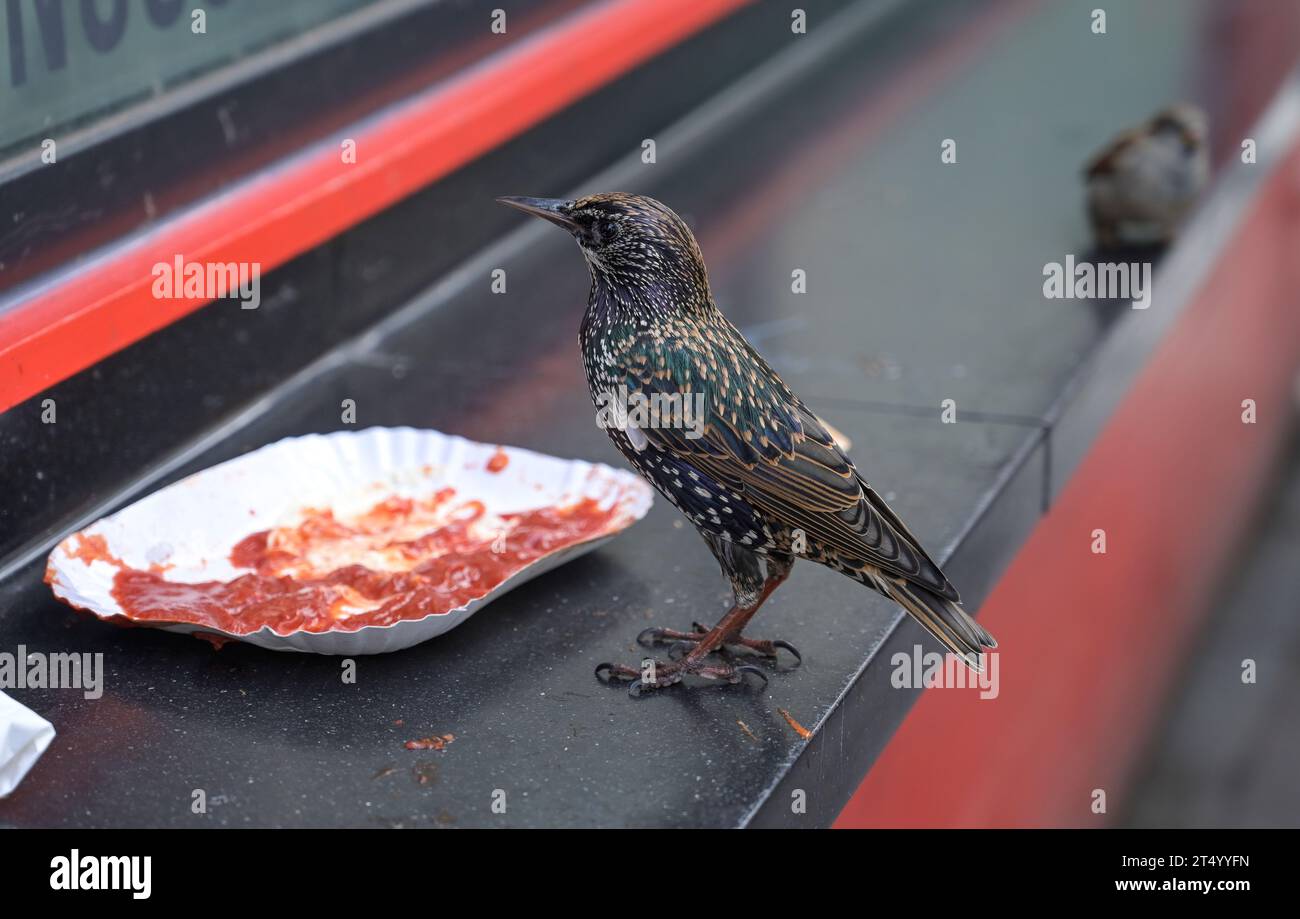 Star (Sturnus vulgaris), Reste von Pommes Frites, Ketchup, Schale, Berlín, Deutschland Foto de stock